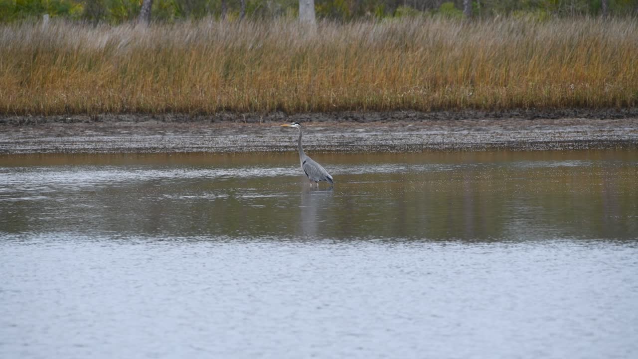 큰 파란색 헤이런이 물고기를 먹기 위해 물고기를 찾고 있습니다.