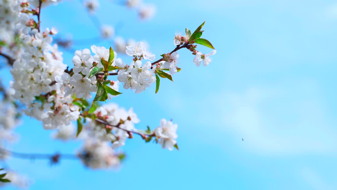 A bee on the flowers of a cherry branch against a bright blue sky