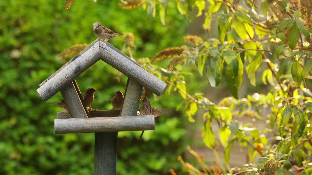 House sparrows fighting and eating at backyard wooden birdhouse on pole, slomo