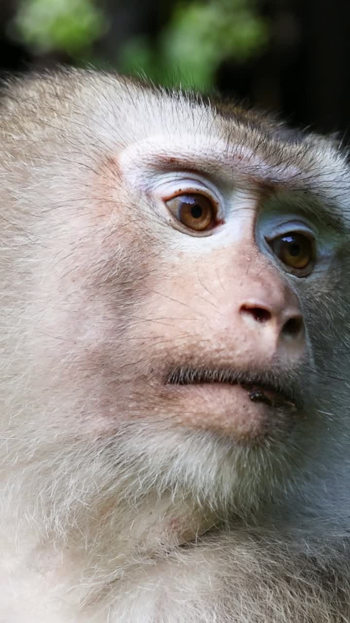 el macaco cambia de mirada mientras explora el entorno