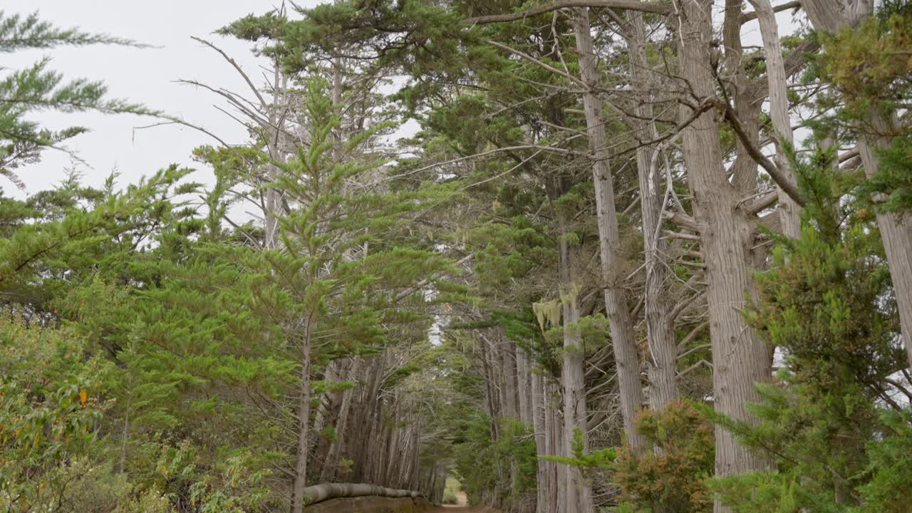 생생한 초록색 숲과 산책길을 볼 수 있습니다.