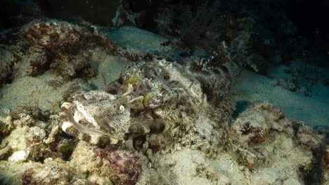 The-tentacled-flathead-or-crocodilefish-laying-on-the-bottom