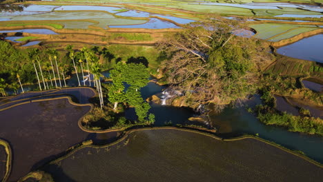 river through rice paddies in wet farm fields in west sumba, east nusa tenggara, indonesia