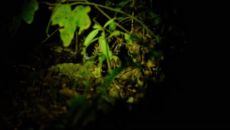visto desde atrás pero la cabeza también es visible ya que está comiendo algo en la oscuridad, gato leopardo, prionailurus bengalensis, tailandia