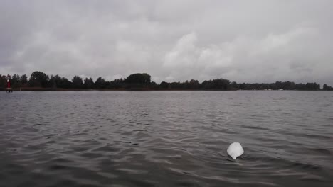 Dutch-swan-swimming-in-the-water-while-looking-for-food