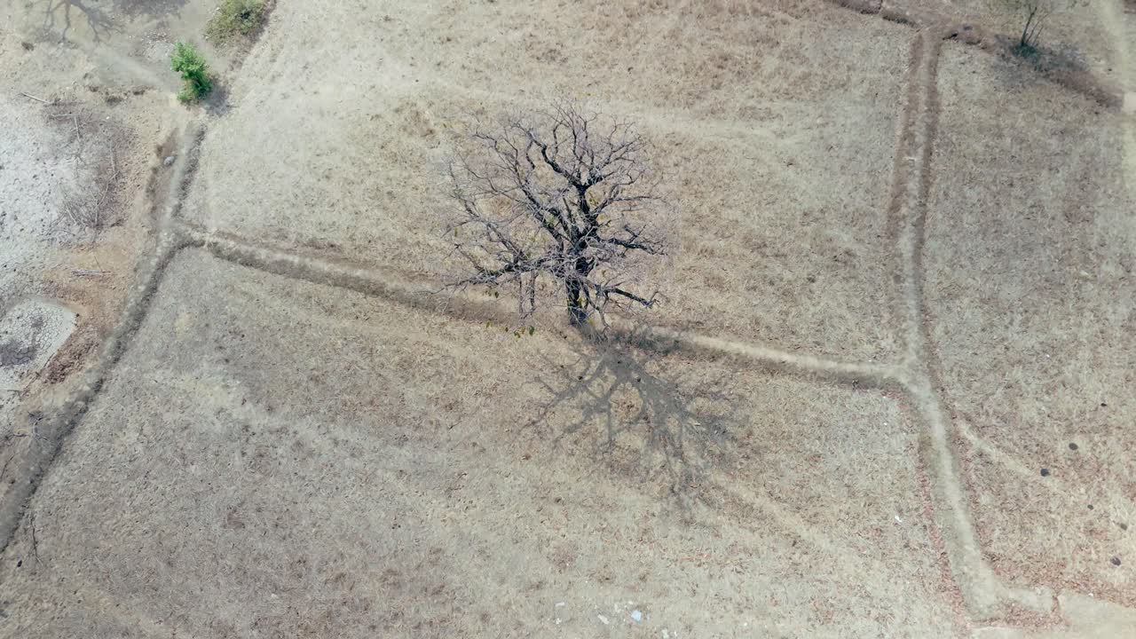 건조한 계절에 죽은 나무, 황량한 스모그에 가득 찬 건조한 , 북아시아 황폐한 풍경