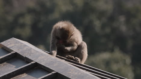 macaco japonés aburrido preparándose en el techo en un día soleado