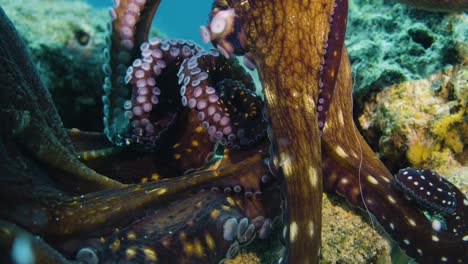 rare footage of octopuses mating in the red sea, eilat! these intelligent cephalopods display fascinating behaviors during reproduction. a unique glimpse into marine life.