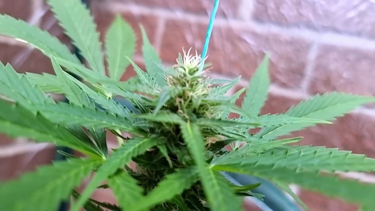 정원 온실에서 성장하는 건강한 대마초 잎자루 클로즈업