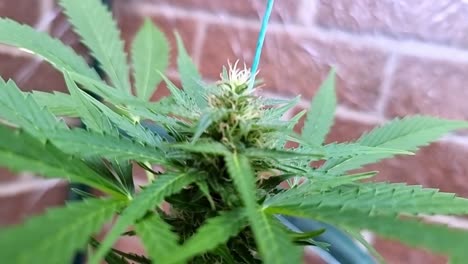 follaje saludable de la planta de cannabis que crece de cerca en el invernadero del jardín