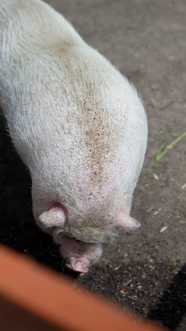 들판 에 있는 돼지 들