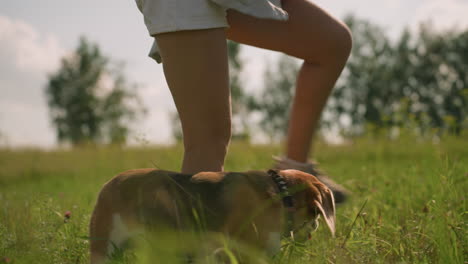 close-up of woman's leg while walking alongside her dog, dog is passing through her leg while moving in grassy field on a sunny day with bright blue sky and distant trees