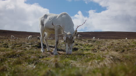 Weibliche-Rentiere-Mit-Geweih-Grasen-An-Einem-Sonnigen-Tag-In-Schottland