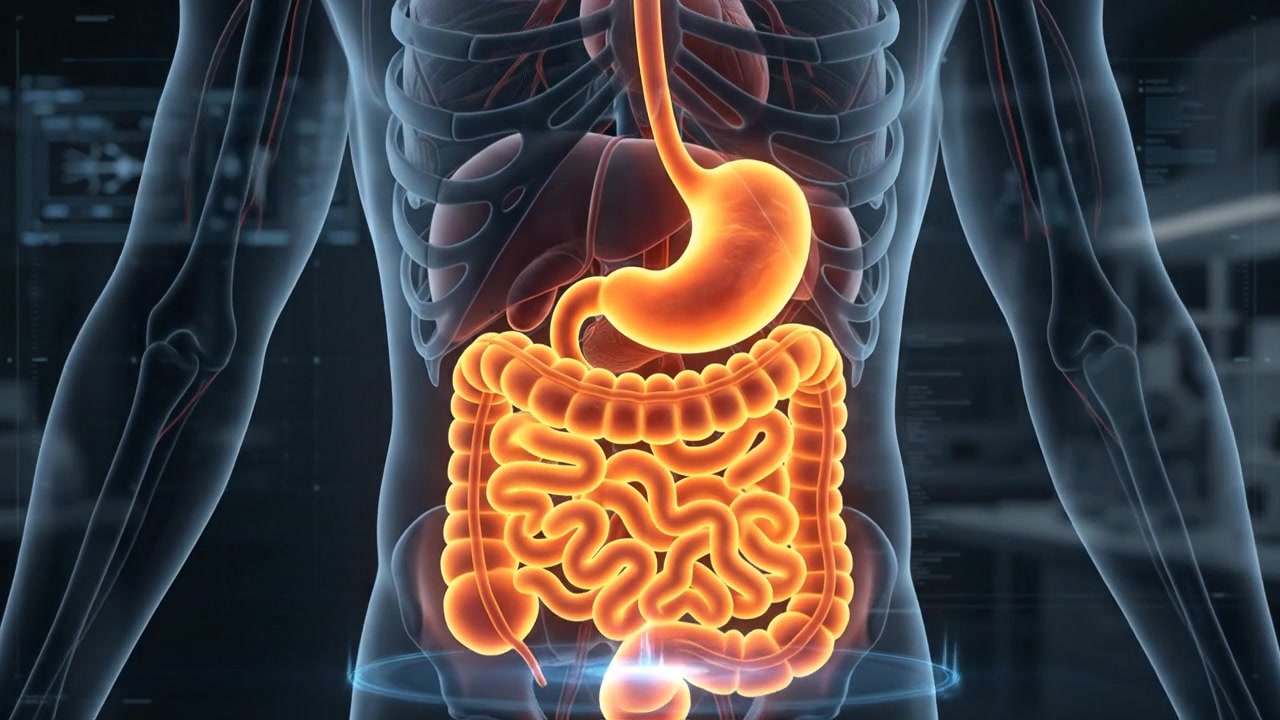 Diagnostic standing male body with digestive organs glowing in the abdomen