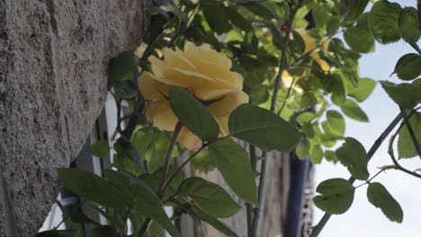 yellow rose bush growing outside a house medium shot