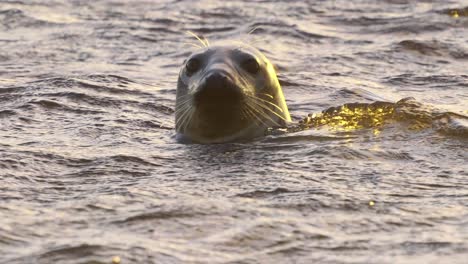 Primer-Plano-De-La-Cabeza-De-Foca-Sobre-La-Superficie-Del-Agua,-Nadando-En-El-Mar,-Cámara-Lenta