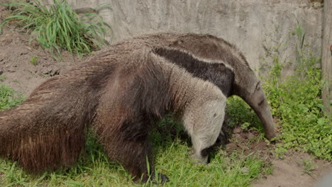 giant anteater uses claws to dig in dirt, searching for insects in zoo exhibit