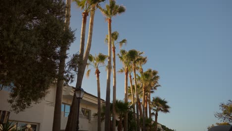 Palm-Trees-in-Spain-at-Sunset-in-slowmotion