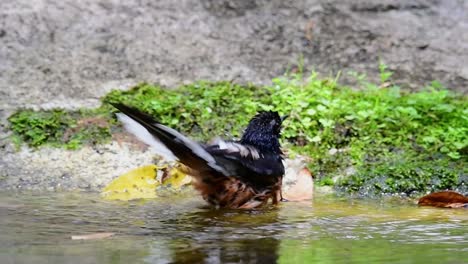 在熱的日子中在森林裡洗澡的白<unk>沙瑪 (copsychus malabaricus),在慢動作中