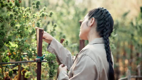 woman inspecting cannabis plants on farm