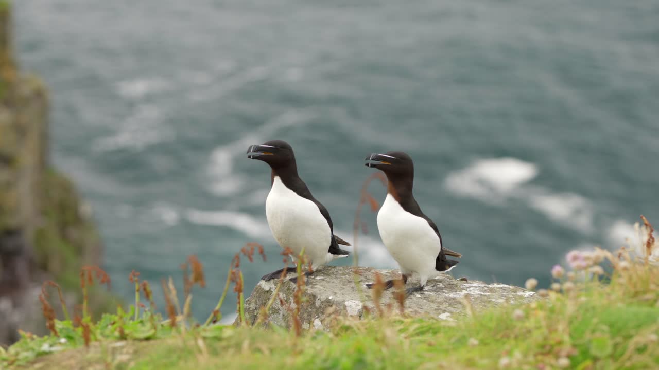 Et par årvåkne alker sitter på kanten av en gresskledd klippe sammen og ser seg rundt i en sjøfuglkoloni med turkist vann i bakgrunnen på Handa Island, Skottland