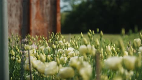 Tulip-flowers-in-greenhouse-opening-up-gimbal-shot