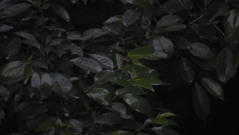 Heavy-rain-over-tall-green-trees