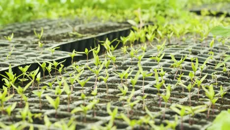 small sprouts peppers in pots. seedlings. nursery of peppers. greenhouse with baby peppers plants. pots full of soil.