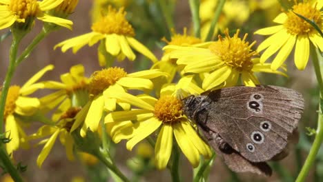 A-yellow-coloured-Crab-Spider-camouflaged-on-a-Ragwort-flower-has-caught-a-Ringlet-Butterfly