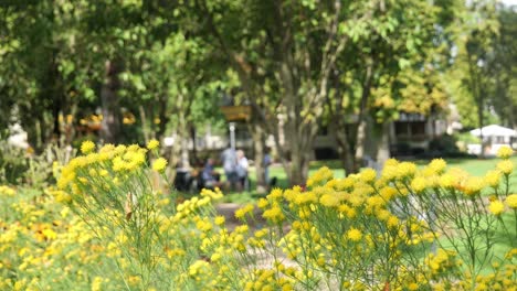 marigold flowers gently swaying in the wind at a city park and people in the background enjoying the beautiful sunny day