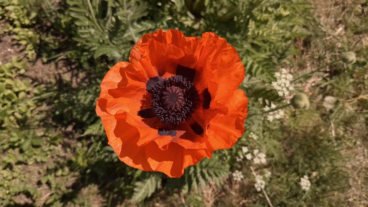 정원에서 바람에 흔들리는 단 하나의 밝은 빨간색 포피 꽃, 위쪽 전망