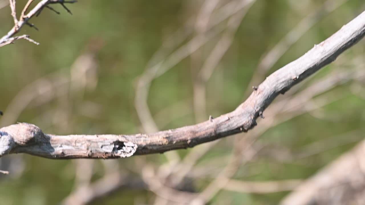 등 뒤에서 나뭇가지를 본 후 갑자기 왼쪽으로 날아갑니다.