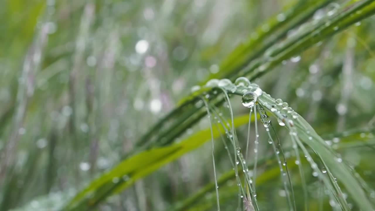 Macro video of drops on grass after rain