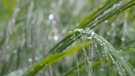 macro video of drops on grass after rain