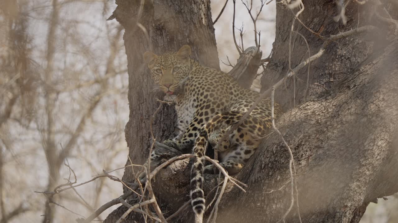 Leopard ruht in einem Baum im Krüger-Nationalpark, Südafrika. Stilles Wildtierporträt mit nur subtilem Atmen, wachsamen Blick, geflecktem Fell und natürlichem Buschlandschafts-Hintergrund.