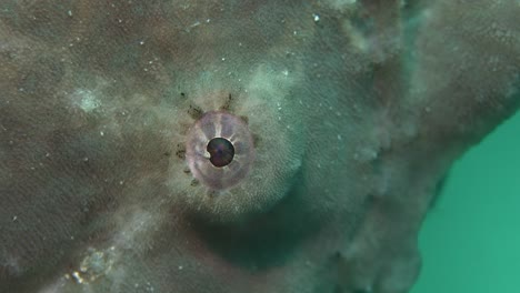 Close-up-shot-of-eye-of-giant-green-frogfish