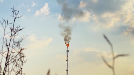 panning skyline view across smoking refinery flare stack behind leafless stalk growth