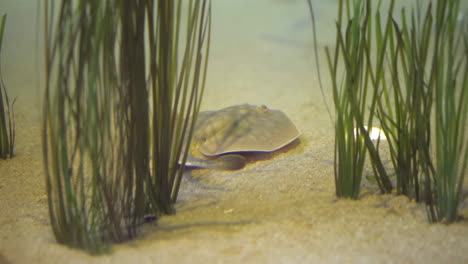stingray in sea grass leaving frame, close up