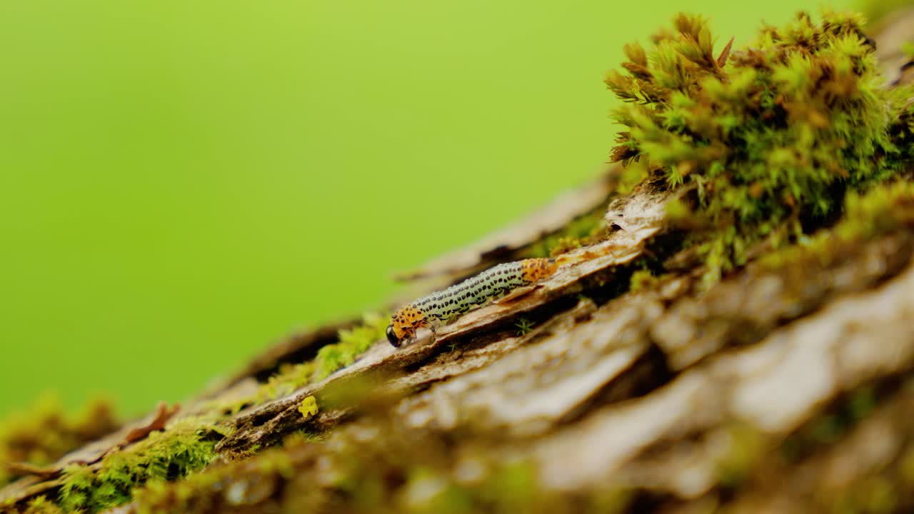 cerca de una oruga caminando por una rama de un árbol con fondo verde