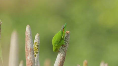 frühlingshängender papagei, der während der erntezeit in indien vorsichtig körner auf einer perlenmille pflückt