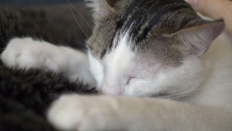 Close-up-shot-of-person-stroking-cute-baby-cat-with-closed-eyes-on-blanket