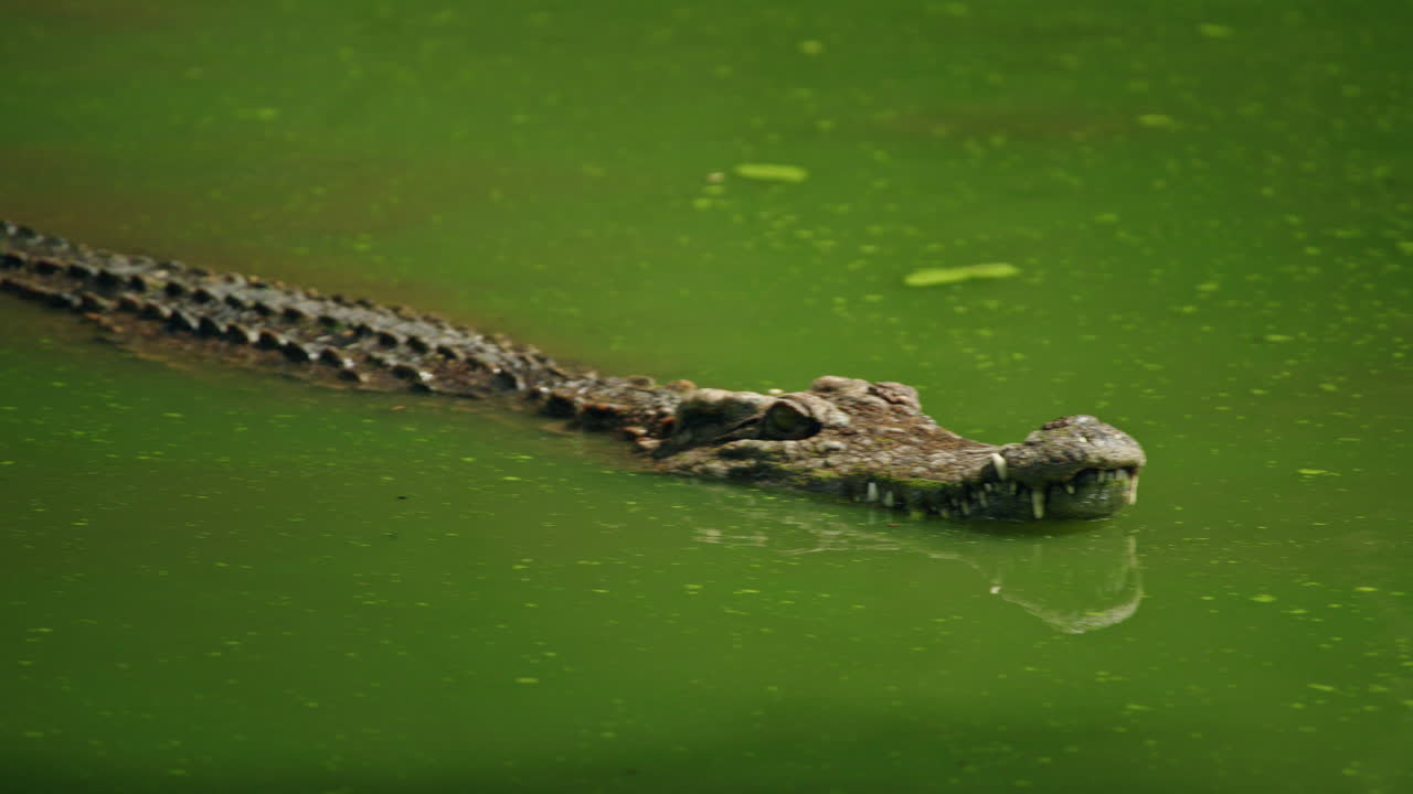 Krokodil i grönt vatten