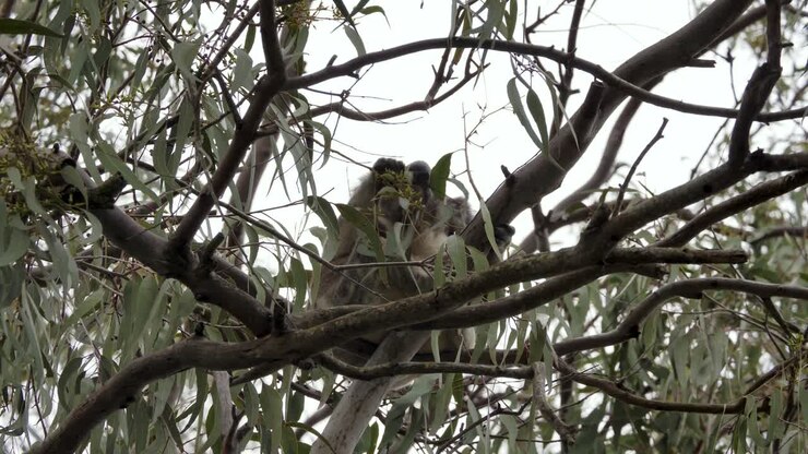 Koala iconico australiano nascosto tra i rami di un albero di eucalipto che mangia le foglie