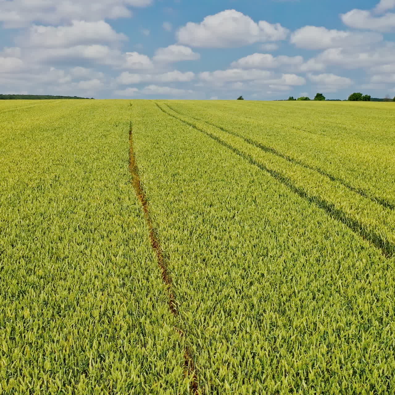 Aerial view of farmland in spring. Young wheat growing outdoors in the green field landscape. Motion camera to the right.