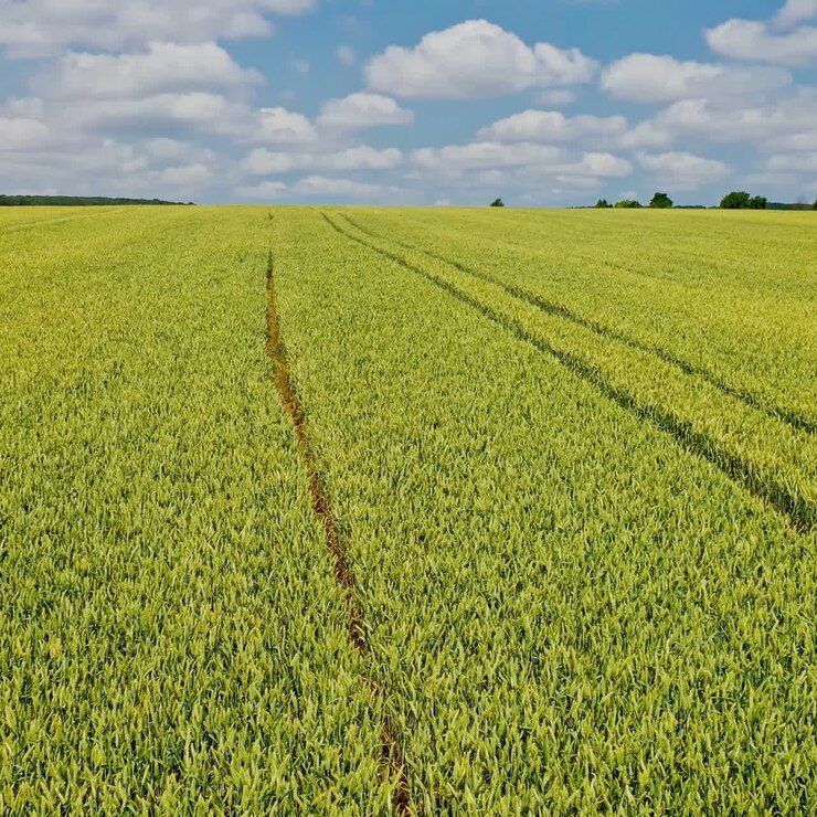 Aerial view of farmland in spring. Young wheat growing outdoors in the green field landscape. Motion camera to the right.