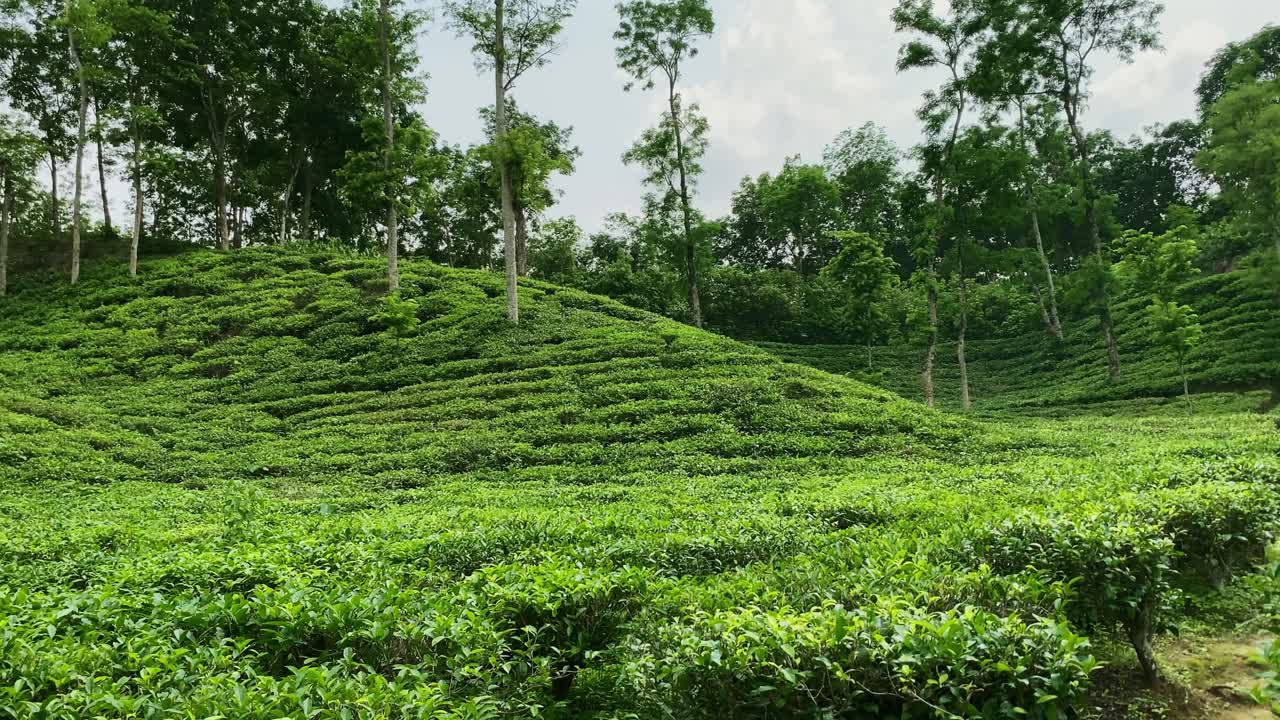 Beautiful Tea Garden And Plantation In Bangladesh - Panning Shot
