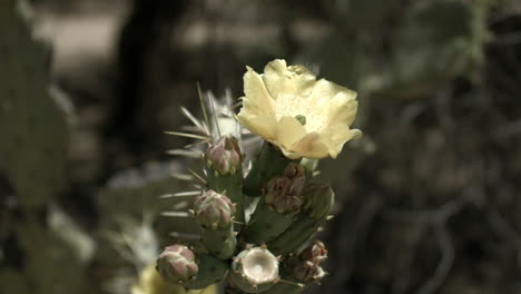 Handheld-shot-of-a-prickly-pear-cactus-flower-in-full-sun-with-shallow-depth-of-field