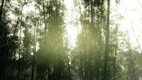 Lanscape-of-bamboo-tree-in-tropical-rainforest,-Malaysia