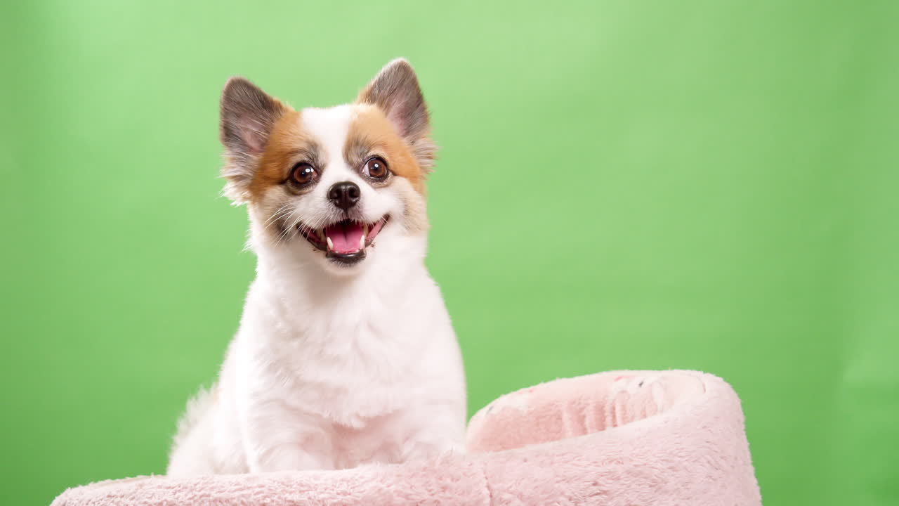retrato del lindo cachorro esponjoso de pomeranian spitz