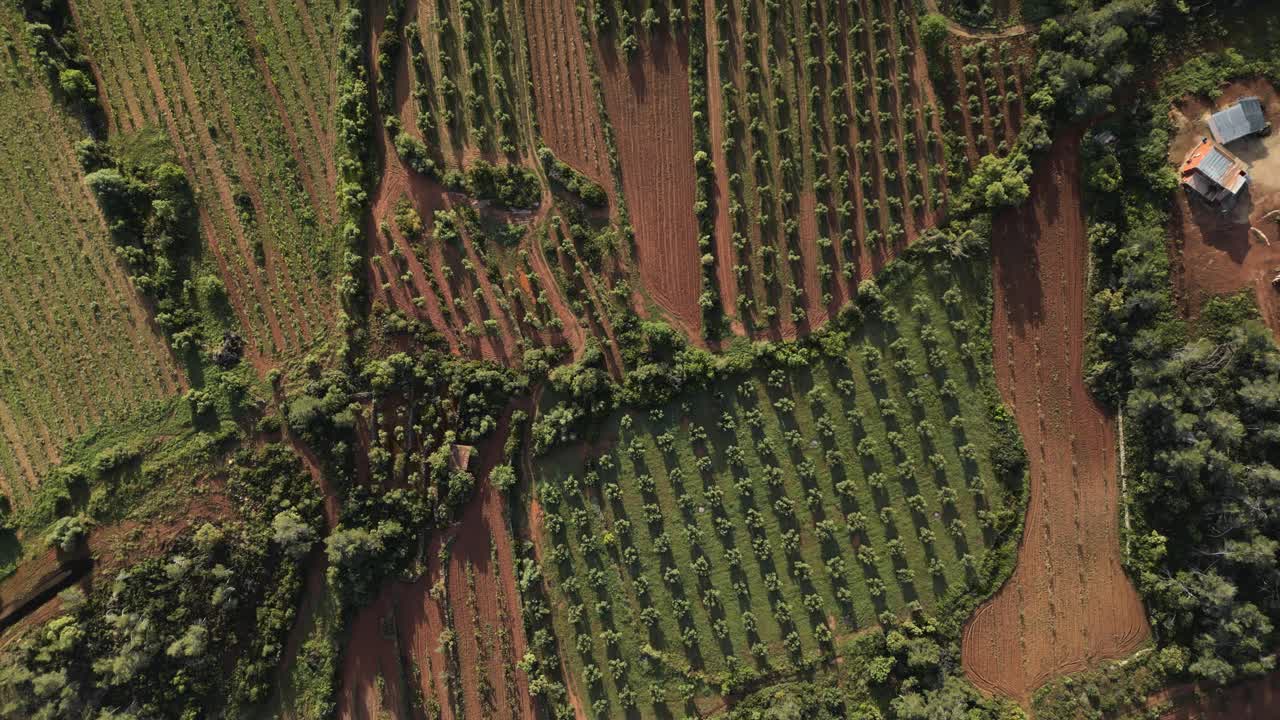 Montsant natural park vineyards creating colorful agricultural tapestry across priorat region, revealing intricate patterns of landscape, cultivation, and mediterranean terrain